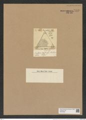 Amphitetras lata (Grev.) De-Toni (de-Toni-Nr.: Genus 137, Species 3606) Zeichnungen Sammlung Grunow Nr. 7103 (NHMW-BOT-W0376058)